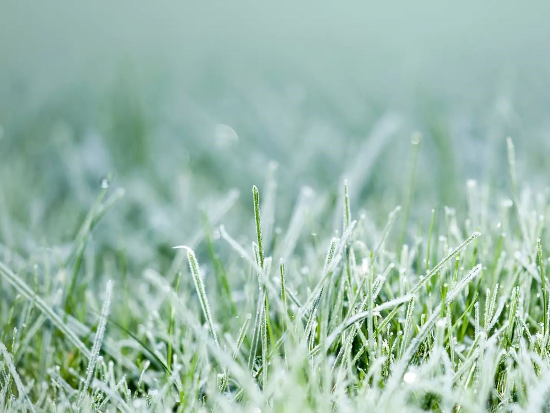Winterrasenpflege: So bringen Sie Ihren Rasen gesund ins Frühjahr